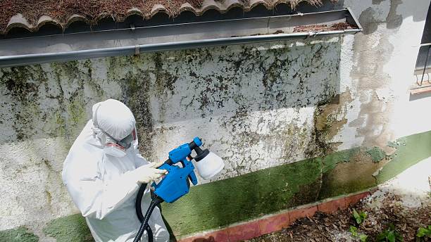 Top rated local Mold Remediation specialists in Graceville, FL